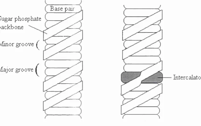 Figure 1.1 - Intercalation into the DNA helix.