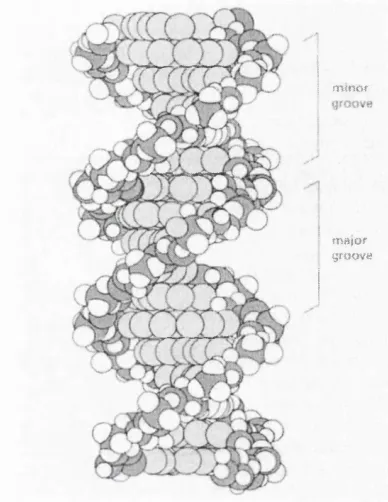 Figure 1.3 - B form conformation of DNA, showing minor and major grooves[^3.