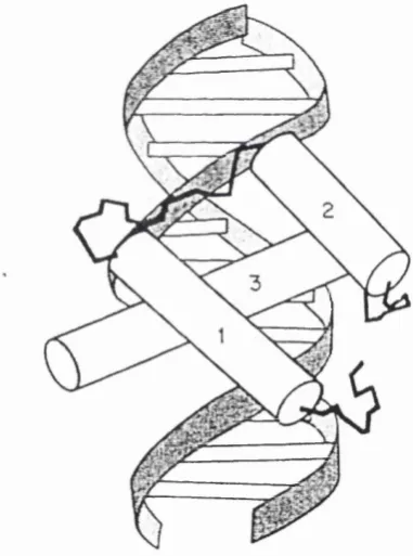 Figure 1.9 - Schematic representation of a homeodomain/DNA complex. The 3 helices of the homeodomain are designated 1-3.