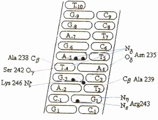 Figure 1.20 - Base pair contacts made by GCN4 when complexed to the CREB/ATFsitet^-]. The black circles represent water molecules, hydrogen bonding interactions are shown in blue and hydrophobic interactions are shown in red.