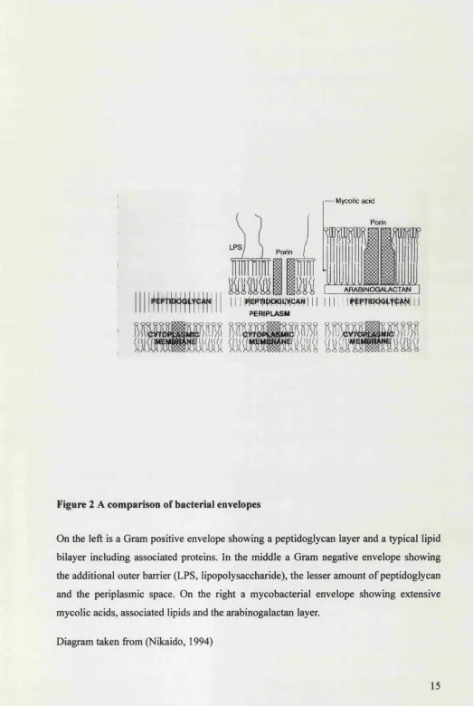 Figure 2 A comparison of bacterial envelopes
