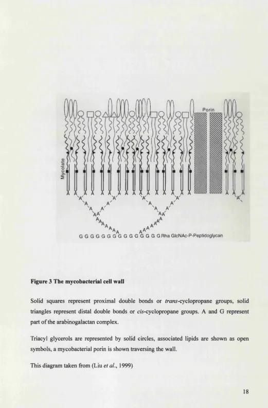 Figure 3 The mycobacterial cell wall