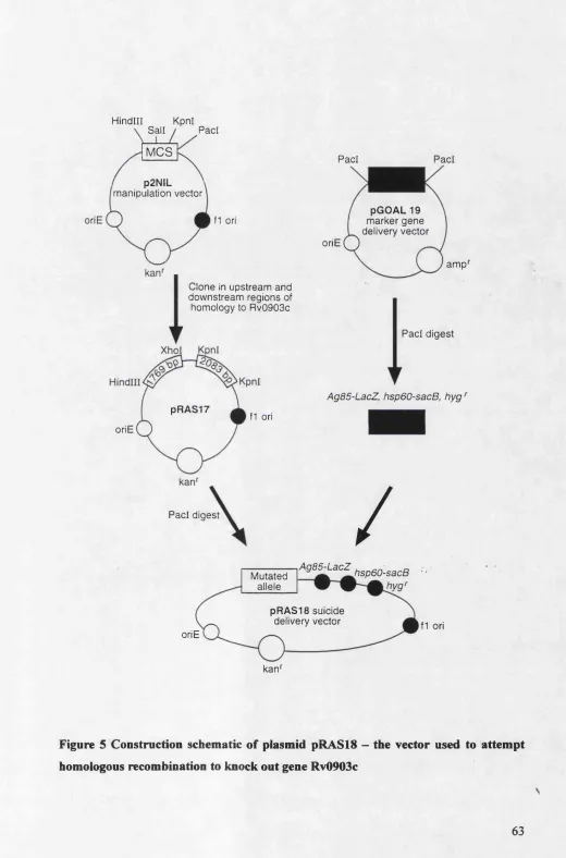 Figure 5 Construction schematic of plasmid pRASlS -  the vector used to attempt 