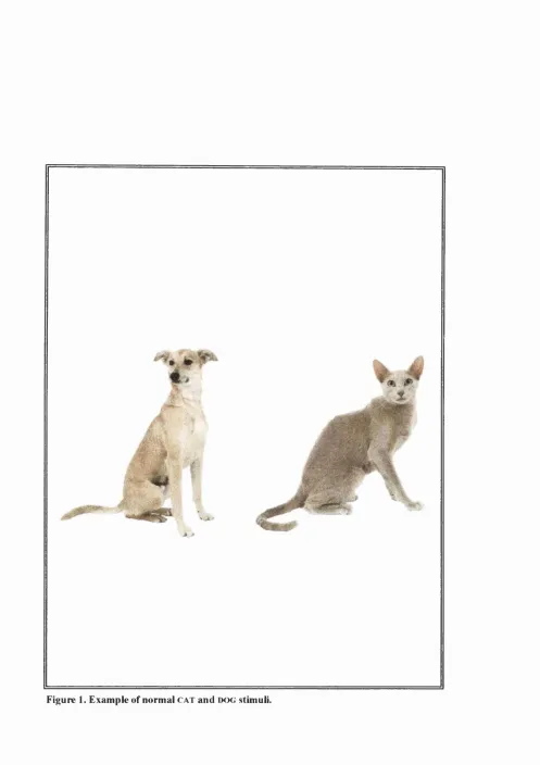 Figure 1. Example of normal c a t  and d o g  stimuli.