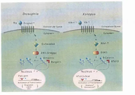 Fig. 1.3 A comparison of the D r o s o p h ila  dcnd X e n o p u s  W g/W nt signal 