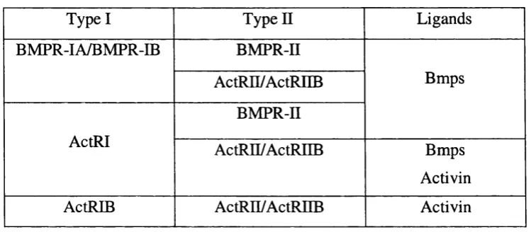 Table 1.2 Bmp and activin ligands and respective type I and type II receptors.