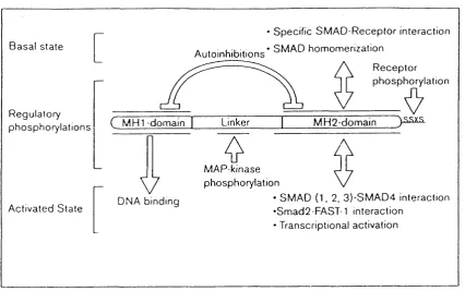 Fig. 1.5 Smad protein domains and their functions. Smad proteins can generally divergent