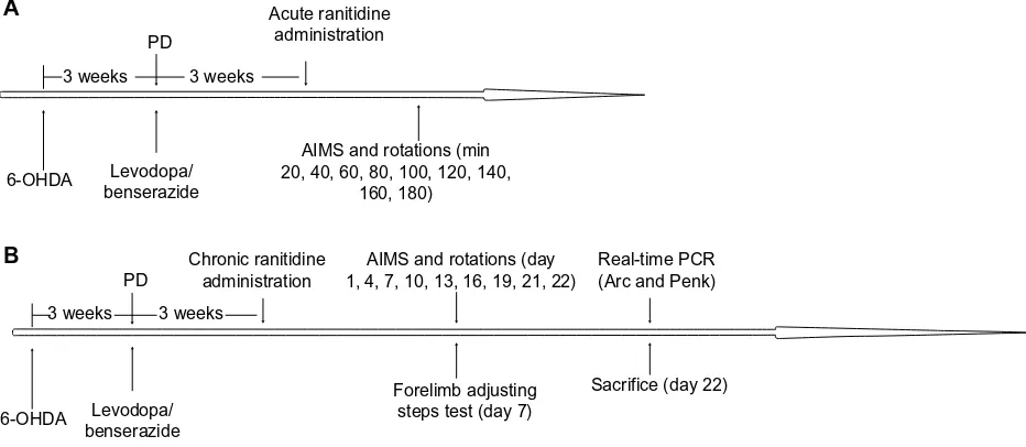 Figure 1 Protocol for the experiment. (A) acute and (B) chronic ranitidine administration in dyskinetic rats