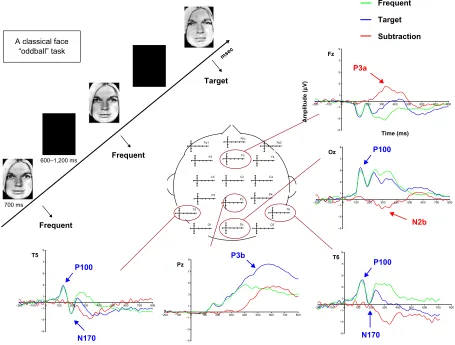 Figure 1 illustration of the different erP components recorded in a face-oddball task, in which participants have to detect as quickly as possible the appearance of a target “emotional sad” face among a train of frequent neutral faces by clicking on a butt