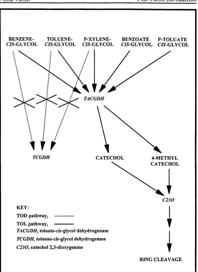 FIGURE 1.2: