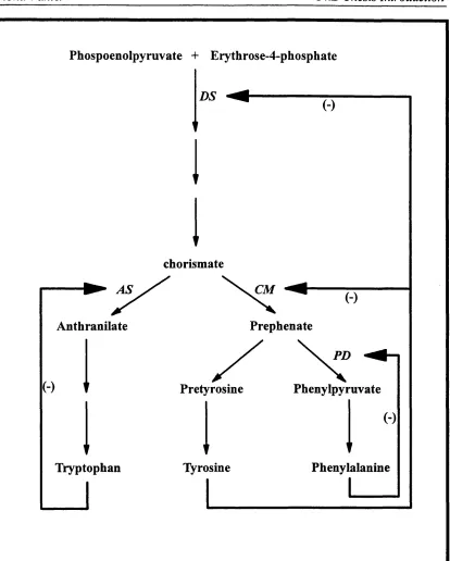FIGURE 1.3:The pathways and regulatory mechanisms required for the synthesis of aromatic 