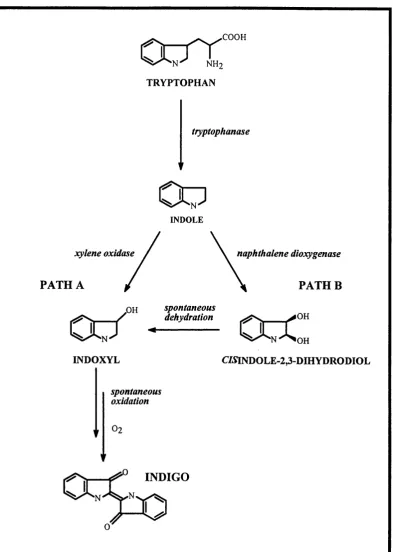 FIGURE 1.4:The two routes for the bacterial production of indigo. The path A uses the xylene 