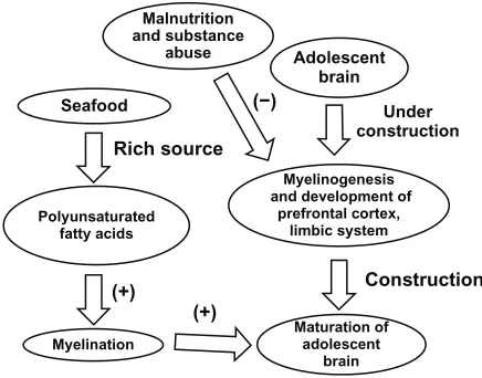 Figure 6 Effect of seafood on the maturation of the adolescent brain.Notes: MRi studies have provided evidence that in addition to the prefrontal cortex and limbic system, myelinogenesis and neurocircuitry remains under construction during adolescence.1,7,