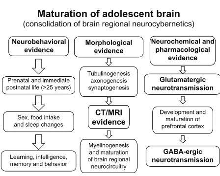 Figure 2 A diagram illustrating various stages of human brain development.Notes: Several neurobehavioral, morphological, neurochemical, and pharmacological evidences suggest that the brain remains under construction during adolescence.1,2,3,7,12,21,22,23,2