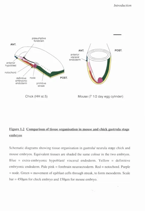 Figure 1.2 Comparison of tissue organisation in mouse and chick gastrula stage 