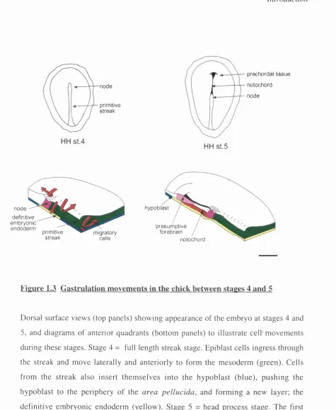 Figure 1.3 Gastrulation movements in the chick between stages 4 and 5