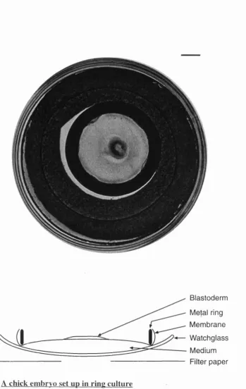 Figure 2.1 A chick embrvo set up in ring culture