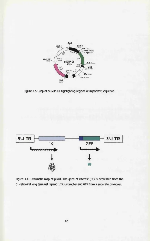Figure 3-5: Map of pEGFP-Cl highlighting regions of important sequence.