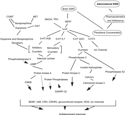 Figure 1 Potential cascade of events mediating and moderating SSRI effects. The multiple inter-regulatory and feedback pathways are absent from this figure.Abbreviations: BDNF, brain-derived neurotrophic factor; COMT, catecholamine-O-methyl-transferase; CRH, corticotropin-releasing hormone; CRH2, CRHreceptor2; cAMP, cyclic adenosine monophosphate; CREB, cAMP response element binding protein; DARPP-32, dopamine and cAMP regulated phosphoprotein;DAT, dopamine transporter; MAOA, monoamine oxidase A; NOS, nitric oxide synthase; NET, norepinephrine transporter; 5-HT, serotonin; SERT, serotonin transporter;SSRI, selective serotonin reuptake inhibitor; TPH, tryptophan hydroxylase.