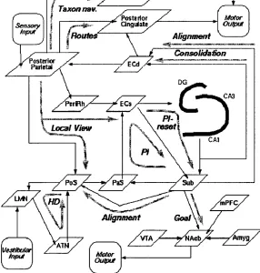 figure 3.15. Specific roles are proposed for a total at least 16 separate brain Figure 3.2: The models of Redish and Touretzky, reprinted from Redish (1997), areas, and different types of spatial function are processed by 11 different functional pathways (shown in grey).