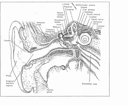 Figure 2-1: The structure of the ear in humans (from Pickles 1988)