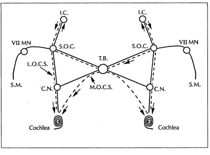 Figure 2-12: Schematic diagram showing the course of the auditory efferent system (broken line) to the cochlea, and the afferent system (solid line).1