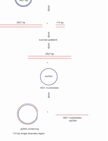 Figure 3.2.1. gDNA preparation. 