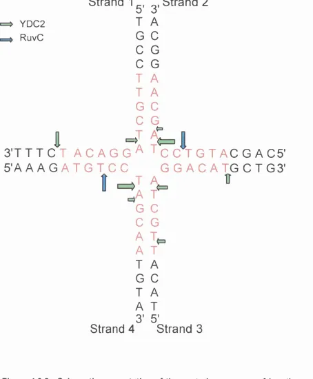Figure 4.6.2. Schematic presentation of the central sequences of junction 