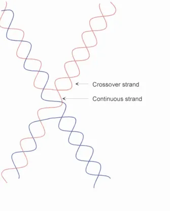 Figure 1.16.4 Schematic of a Holliday junction showing the crossover and 