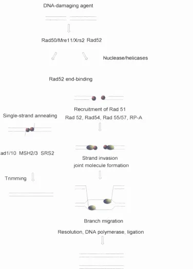 Figure 1.21.8. 
