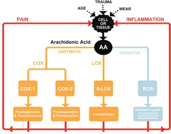 Figure 1 Metabolic pathways of arachidonic acid metabolism. AA is enzymatically metabolized to various prostaglandins, thromboxanes, prostacyclins, and leukotrienes through the COX-1, COX-2, and 5-LOX pathways