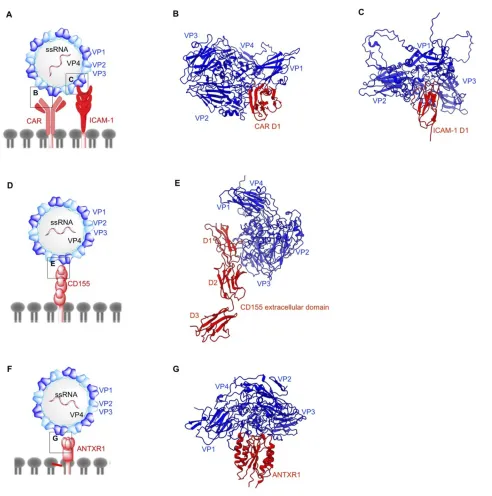 Figure 4 Structures of non-enveloped, RNA oncolytic viruses in complex with their cellular receptors
