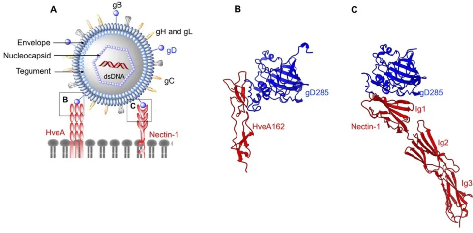 Figure 1 Structures of enveloped, DNA oncolytic viruses in complex with their cellular receptors