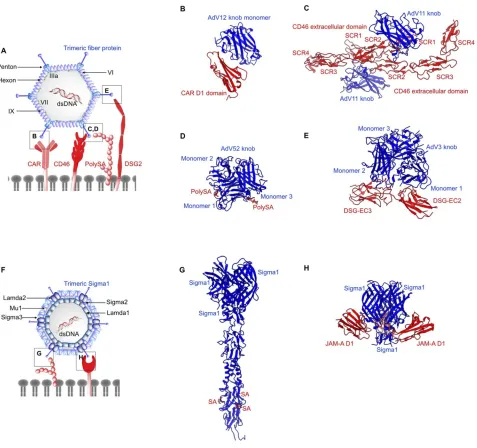 Figure 3 Structures of non-enveloped, DNA oncolytic viruses in complex with their cellular receptors