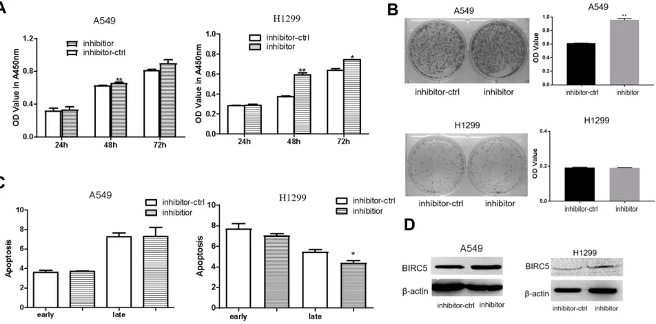 Figure 3 miR-203a inhibits proliferation and induces apoptosis in lung cancer cells. (A) A549/H1299 cells were transfected with pre-miR-203a or miR-ctrl, then detectedwith CCK-8 assay