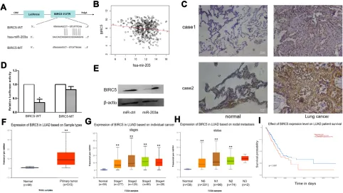 Figure 5 BIRC5 is a direct target of miR-203a. (in lung adenocarcinoma based on nodal metastasis status analyze by UALCAN