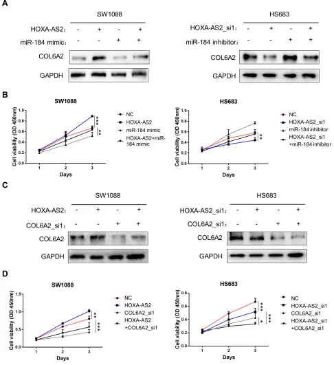 Figure 9 HOXA-AS2/miR-184/COL6A2 ceRNA regulation promotes glioma cell proliferation.COL6A2 protein level in HS683 cells, which was partly reversed by miR-184 inhibitors