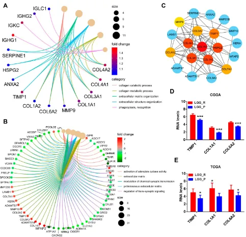 Figure 4 IdentiNotes:top10 hub protein-coding genes among genes in GO term associated with extracellular matrix