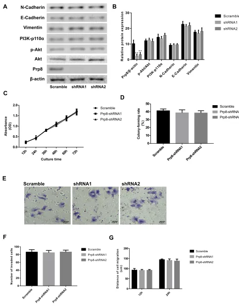 Figure 7 Loss of Prp8 has no obvious impact on cell viability in hepatic astrocytes. (A) The loss of Prp8 has no obvious effect on the expression level of N-cadherin,Vimentin, E-cadherin, PI3K-p110α, and phosphorylated Akt in LX-2 cells