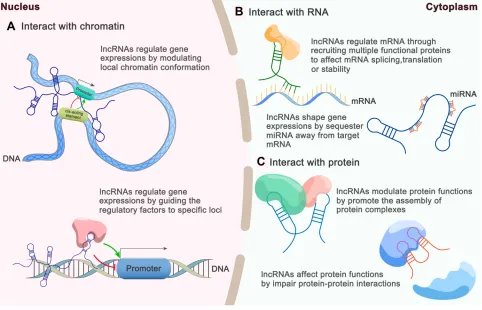Figure 2 Brief overview of lncRNA functions based on interactions with various intracellular molecules