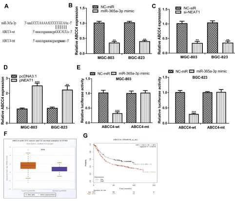 Figure 5 miR-365a-3p interact with ABCC4 in GC.expression in GC cells with pNEAT1 and pcNDA3.1 transfection