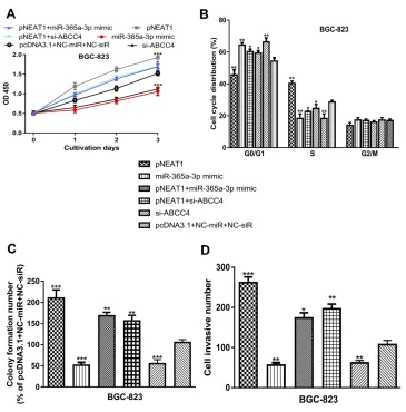 Figure 6 NEAT1 regulates GC cell behaviors via targeting miR-365a-3p and ABCC4 axis.Notes: (A) Effects of NEAT1 overexpression, miR-365a-3p overexpression, and ABCC4 knockdown on GC cell proliferation rate