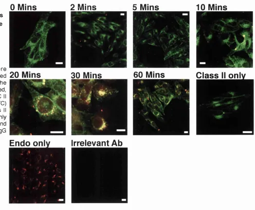 Figure 3.18 - Dextran endocytosis 