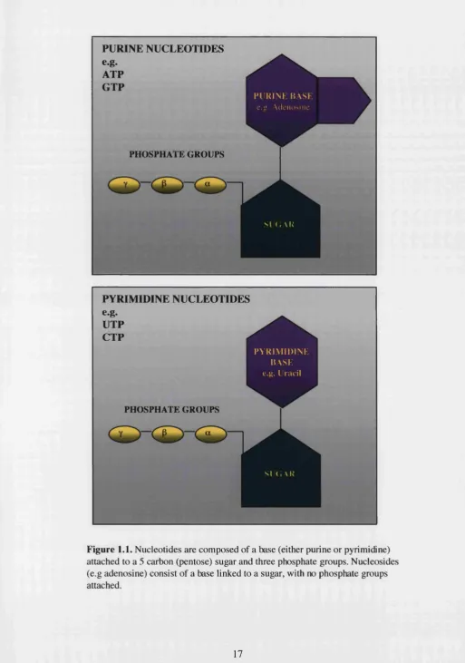 Figure 1.1. Nucleotides are composed of a base (either purine or pyrimidine) 