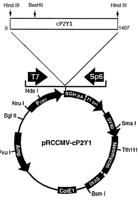 Figure 2.1.A 1.4Kb fragment (bases 0-1407) encompassing the entire coding region of cP2Y 1 (bases 177-1265) was cloned into the Hind III site of the eukaryotic expression vector pRCCM V (Invitrogen)