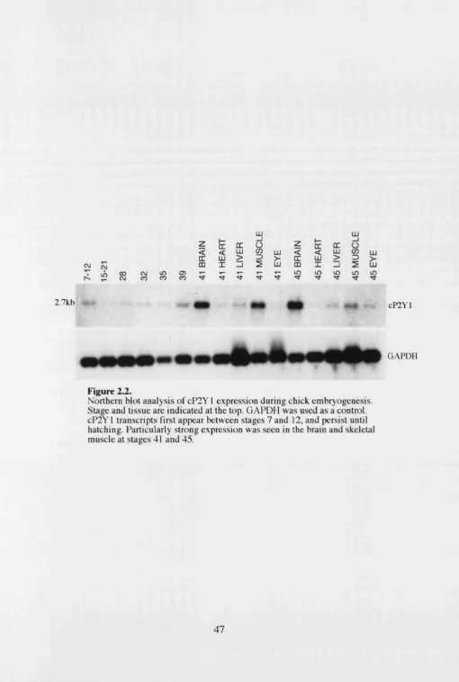 Figure 2.2.Northern blot analysis of cP2Y 1 expression during chick embryogenesis. 
