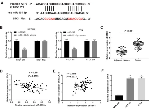 Figure 6 MiR-101-3p targets STC1. (A) The putative binding site between miR-101-3p and STC1 was predicted by the StarBase database
