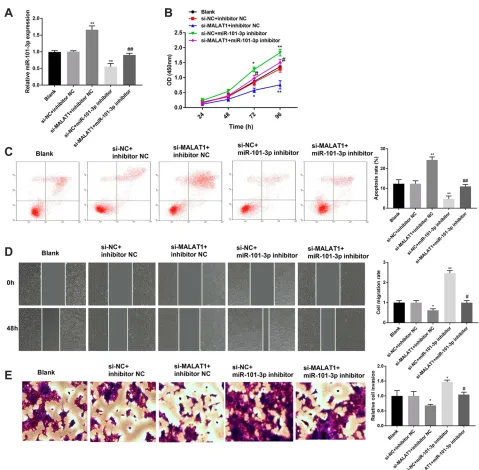 Figure 5 Silencing of miR-101-3p reverses the anti-tumor effect of MALAT1 knockdown on CC progression