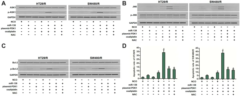 Figure 8 ASK1/JNK/Bcl-2 pathway in miR-138 and oxaliplatin co-treated HT29/R and SW480/R cells