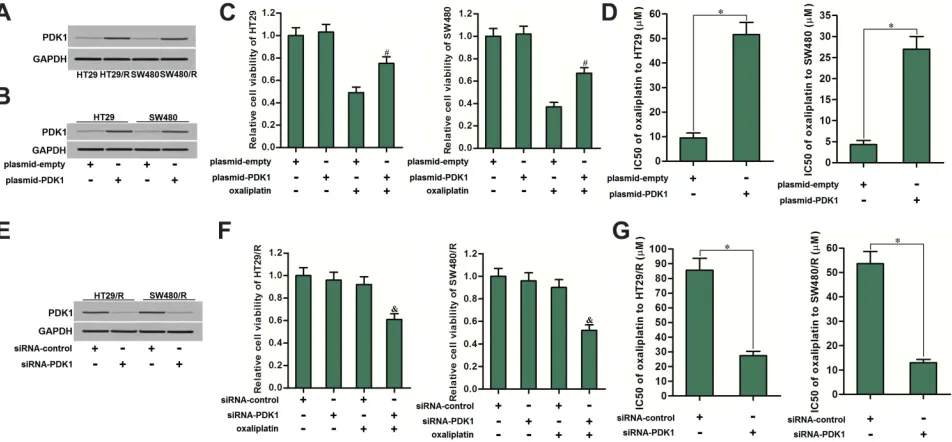 Figure 2 Differences of OCR between HT29/R and SW480/R cells and their parental HT29 and SW480 cells
